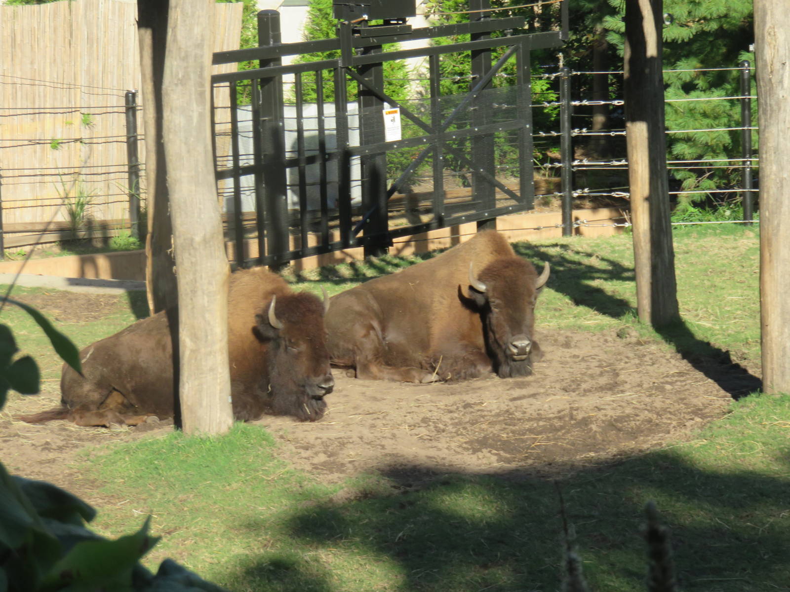 National Zoo - American Bison