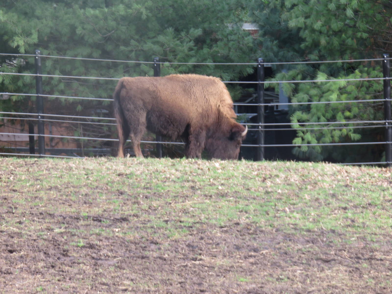 National Zoo - American Bison