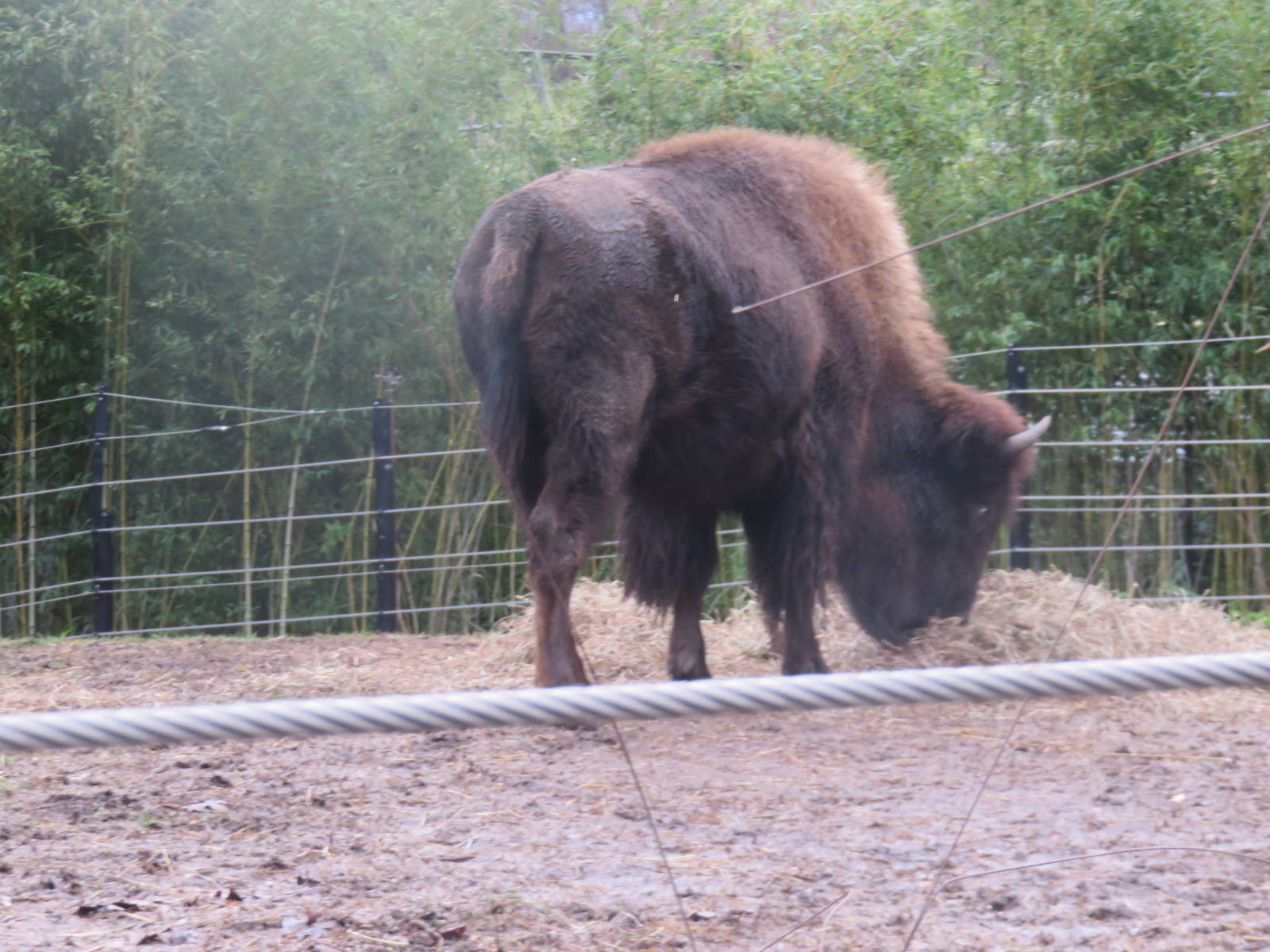National Zoo - American Bison