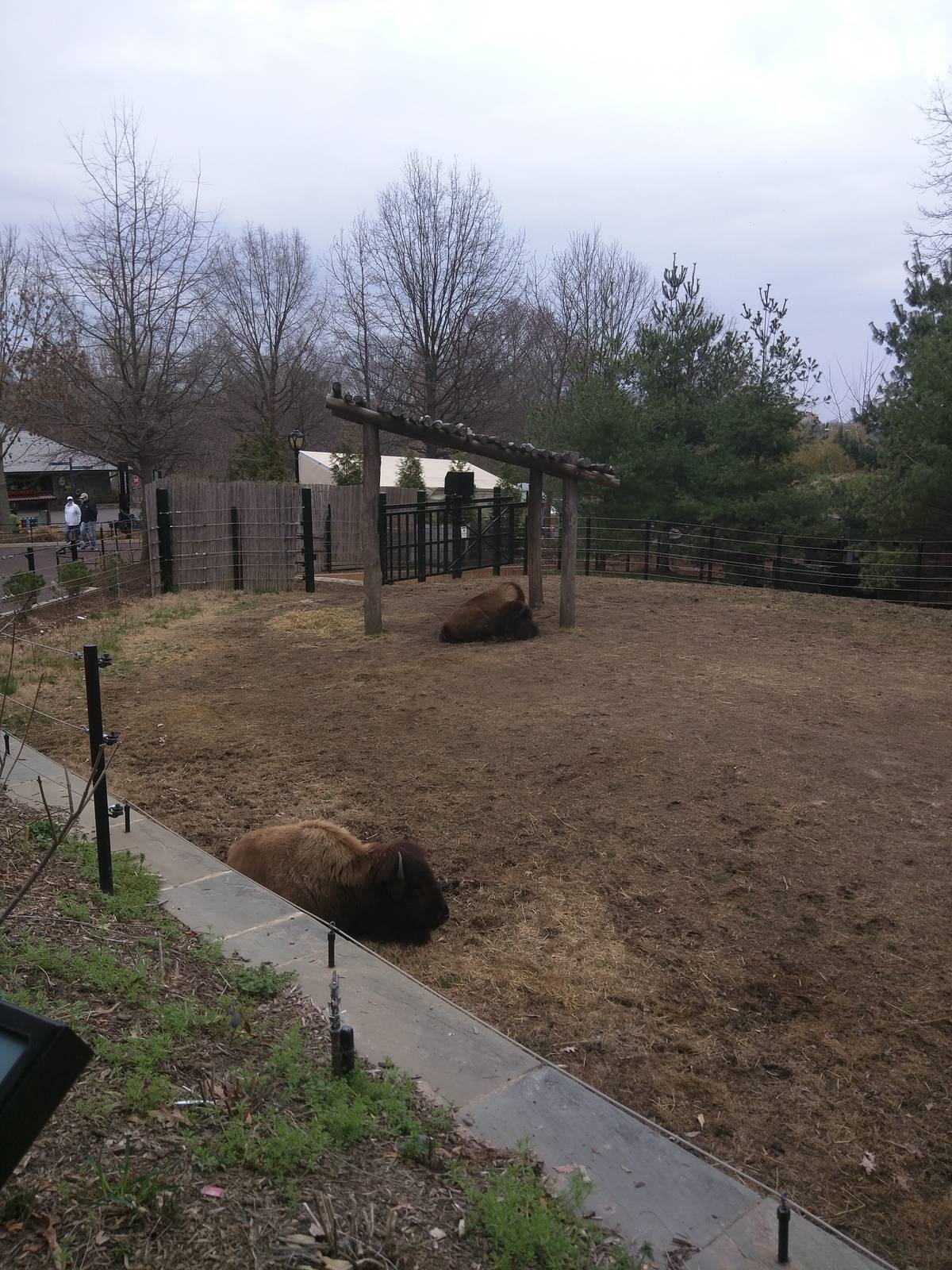 National Zoo - American Bison