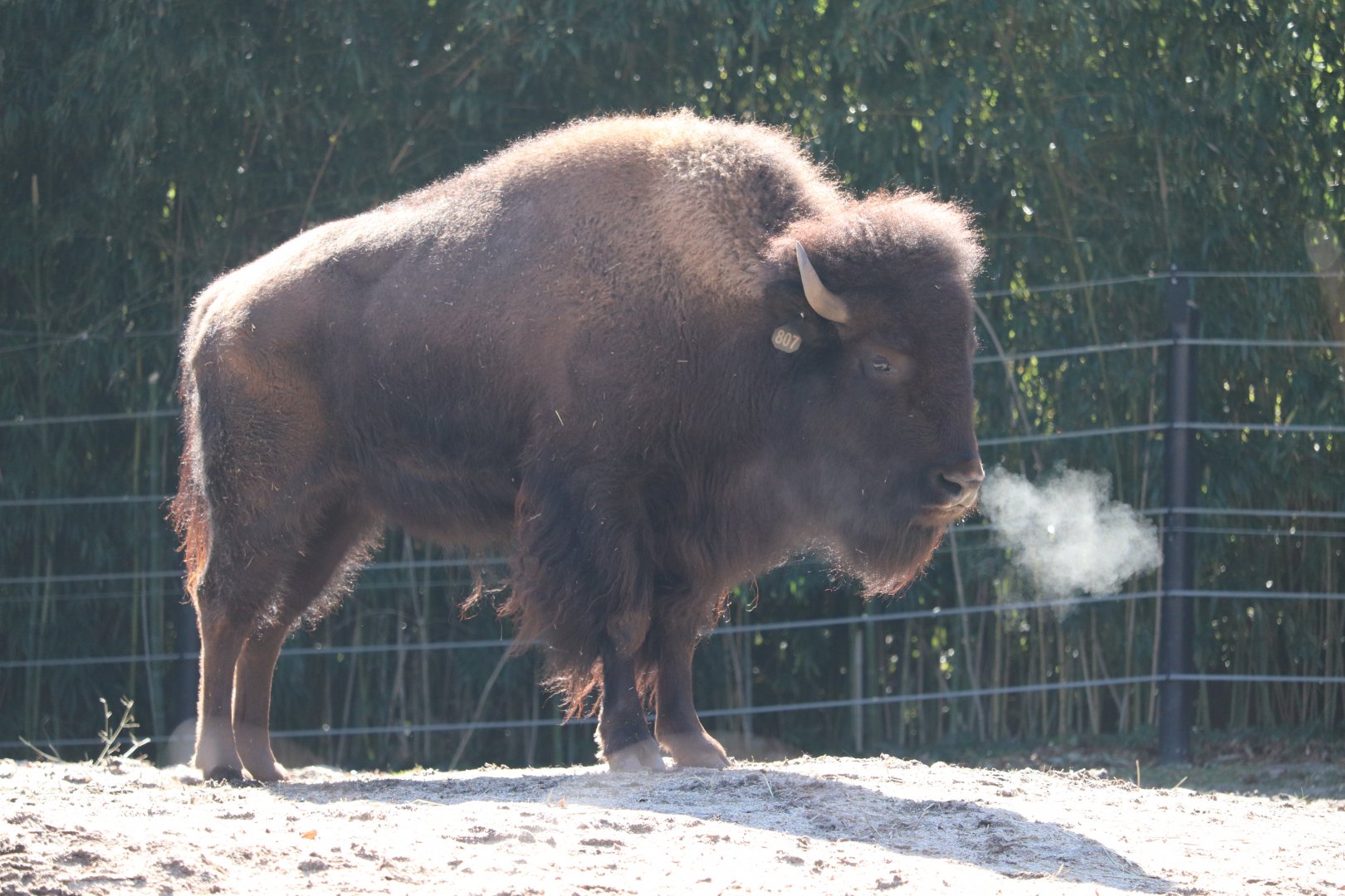National Zoo - American Bison