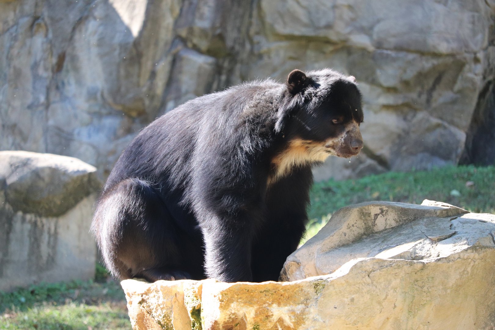 National Zoo - Andean Bear - Quito