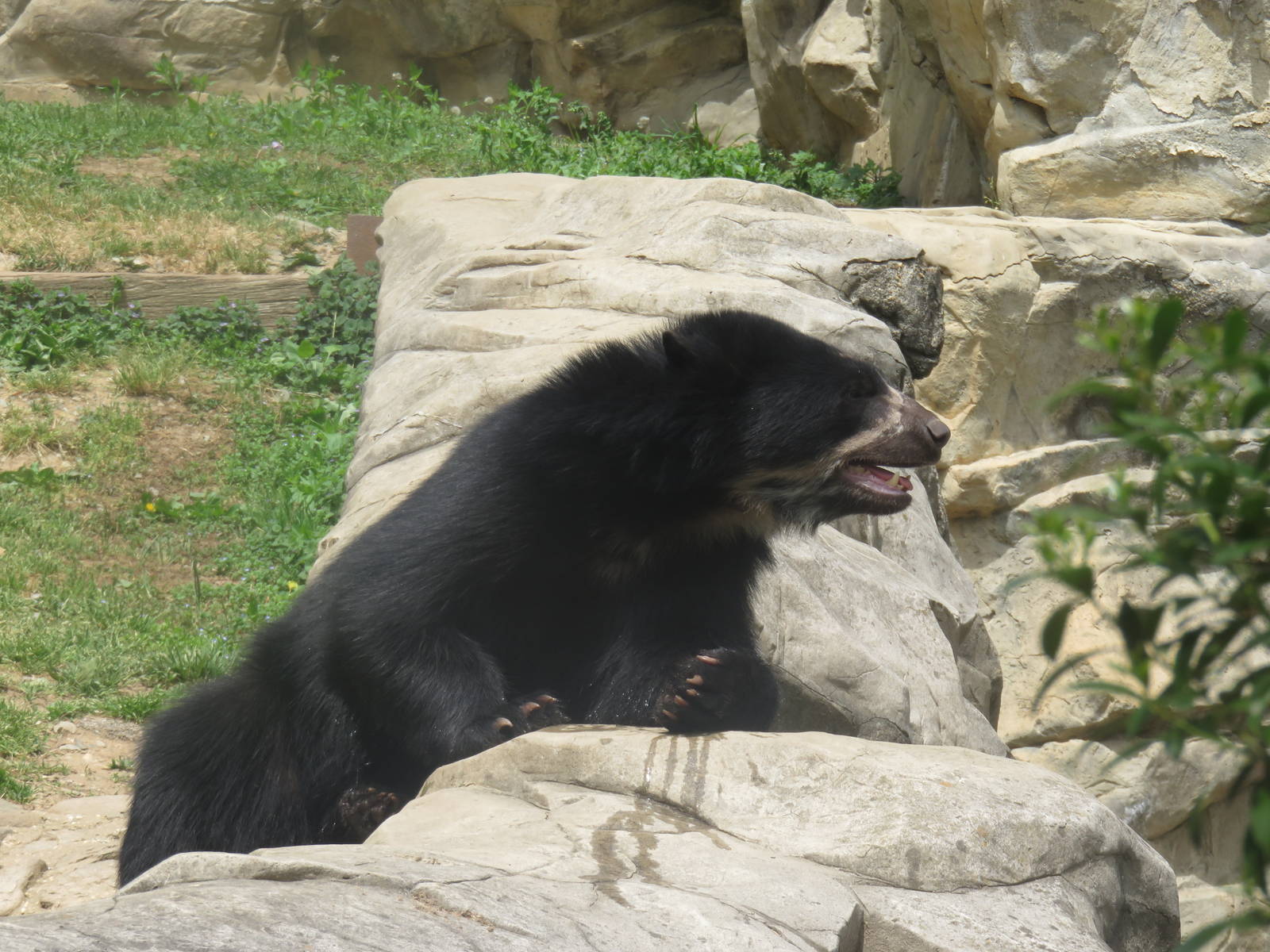 National Zoo - Andean Bear