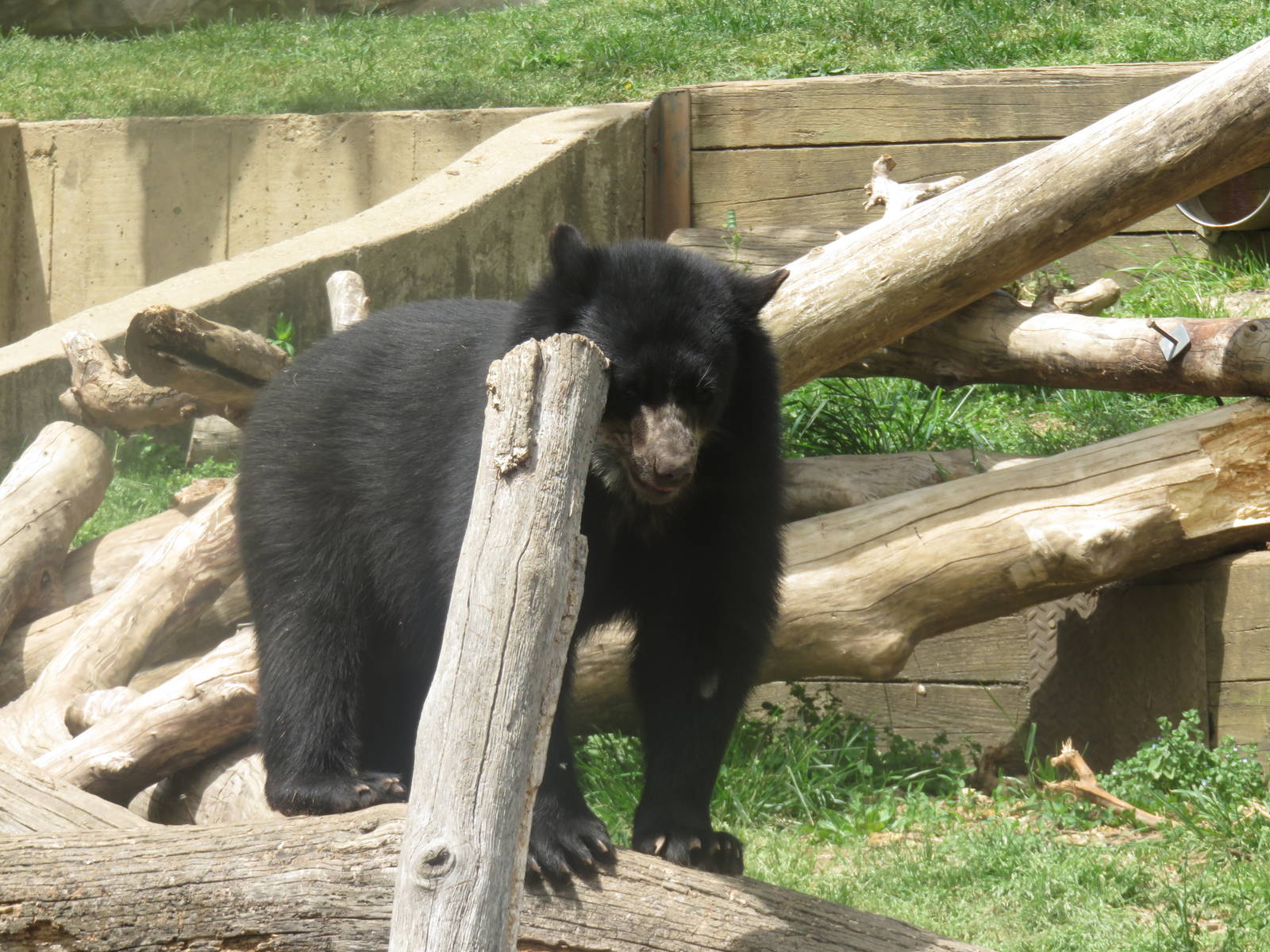 National Zoo - Andean Bear