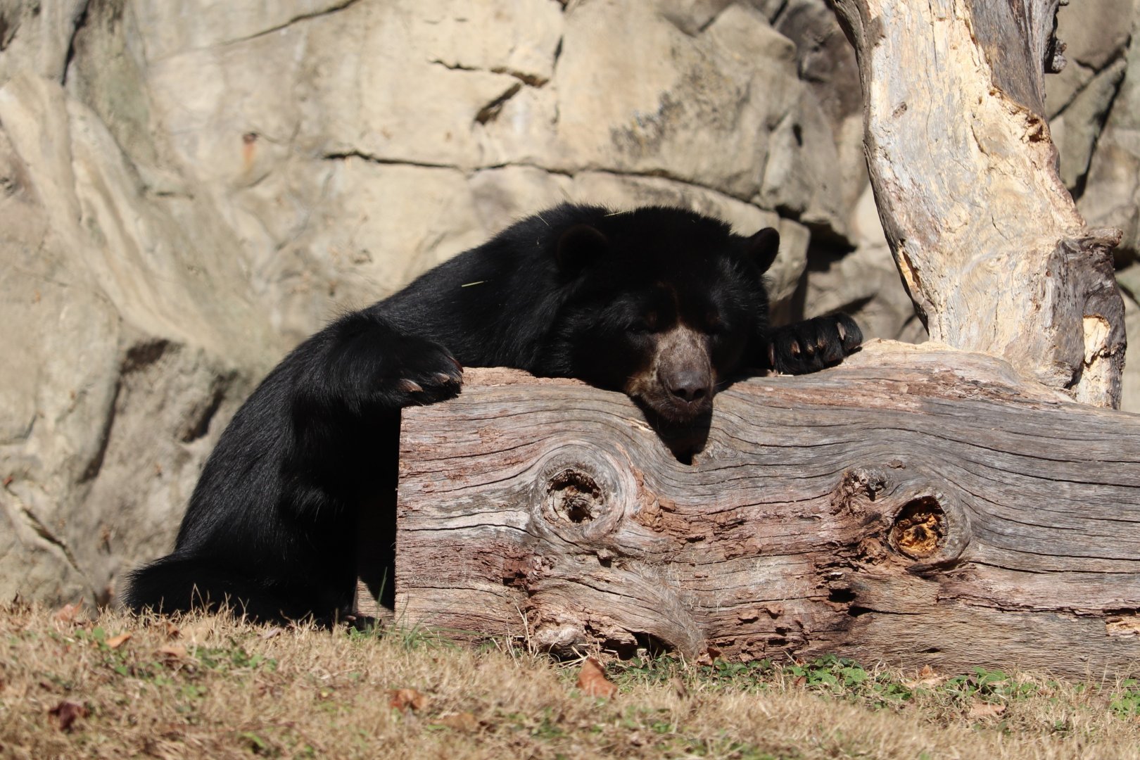 National Zoo - Andean Bear