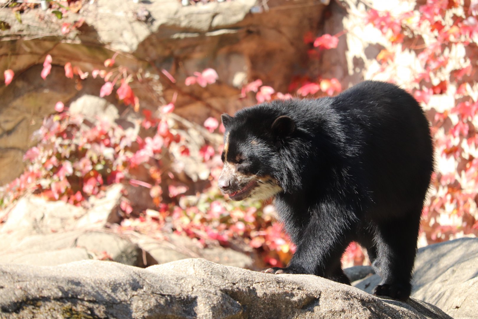National Zoo - Andean Bear