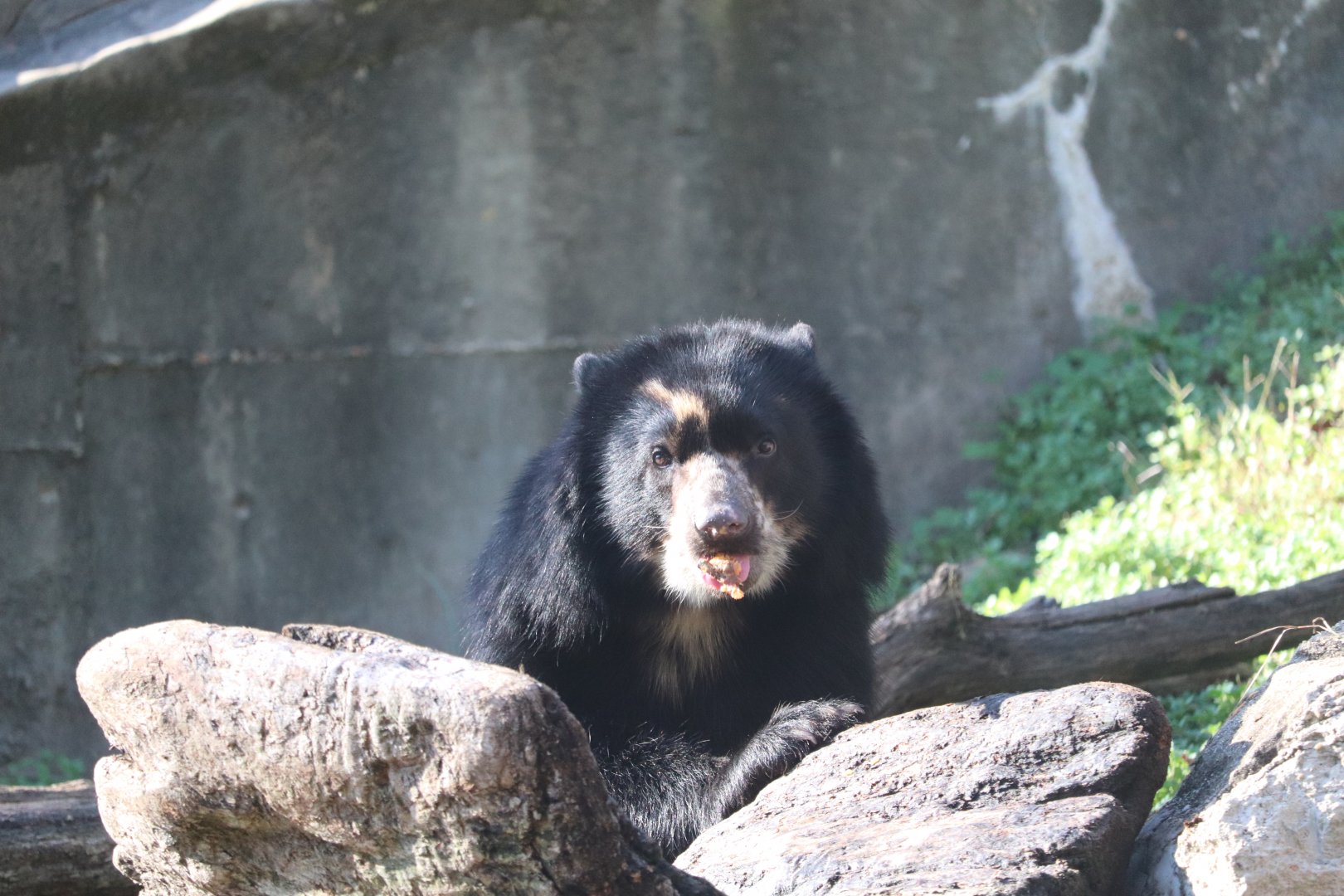 National Zoo - Andean Bear