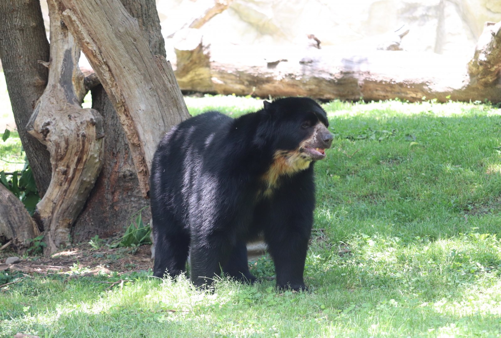 National Zoo - Andean Bear