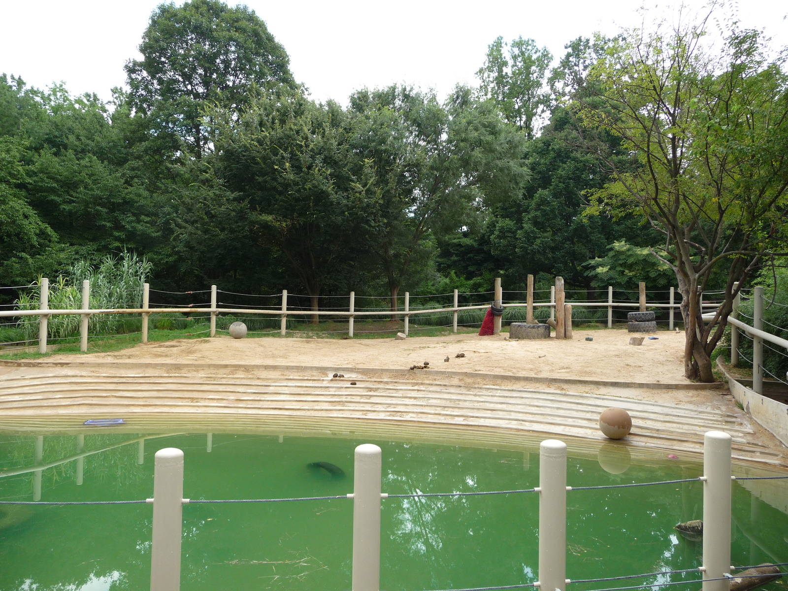 National Zoo - Asian Elephant Pool