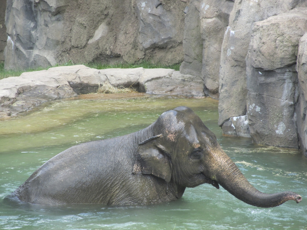 National Zoo: Asian Elephant Swimming