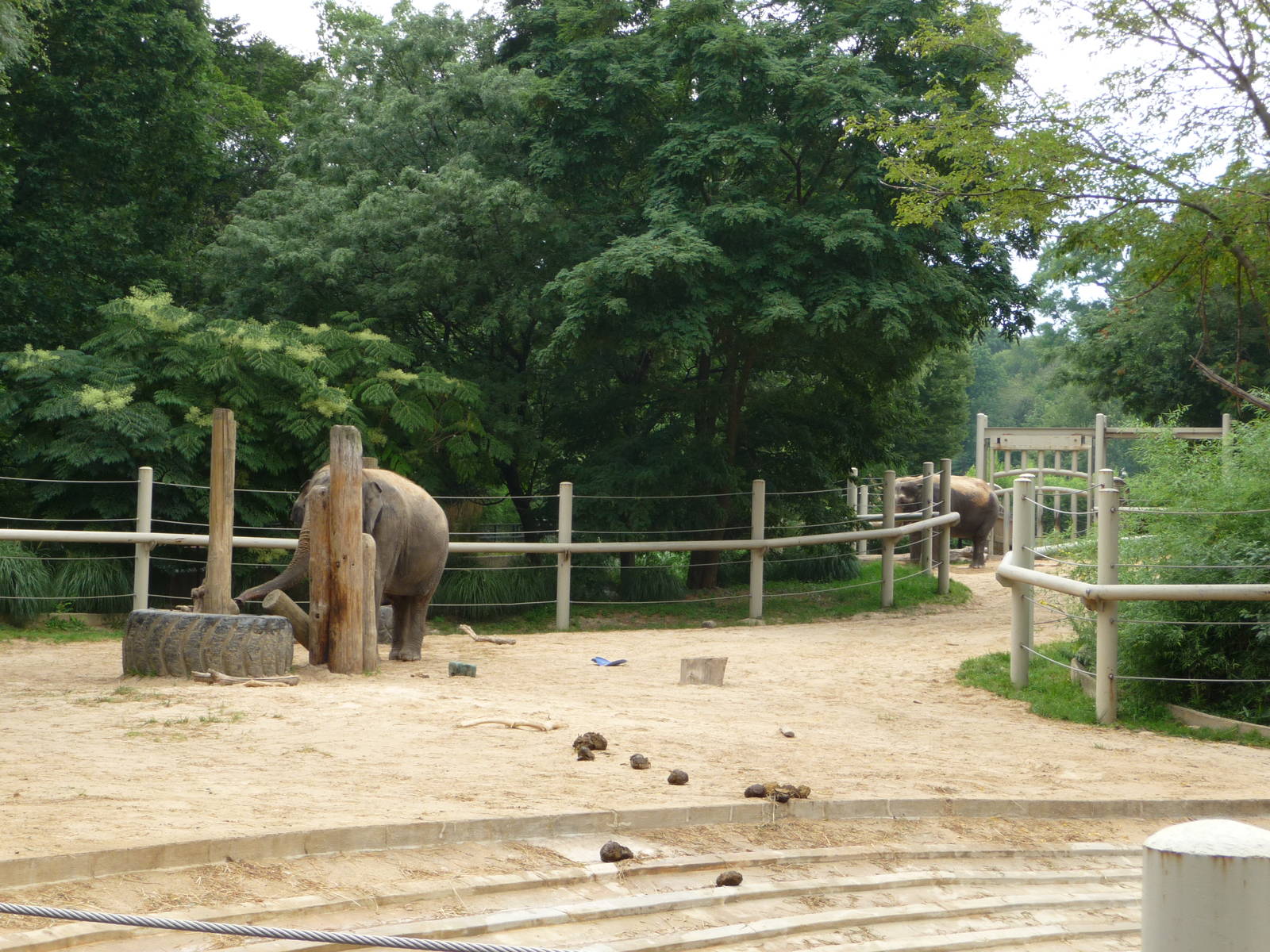 National Zoo - Asian Elephant Yard