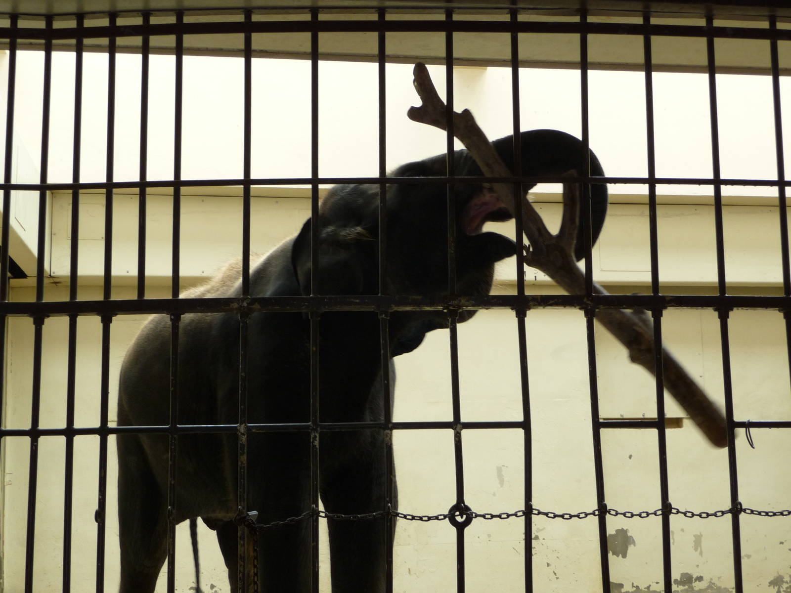 National Zoo - Asian Elephant