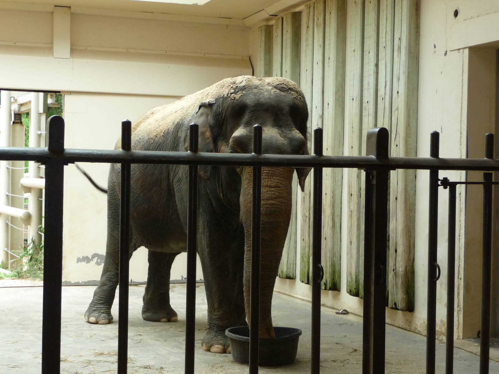 National Zoo - Asian Elephant