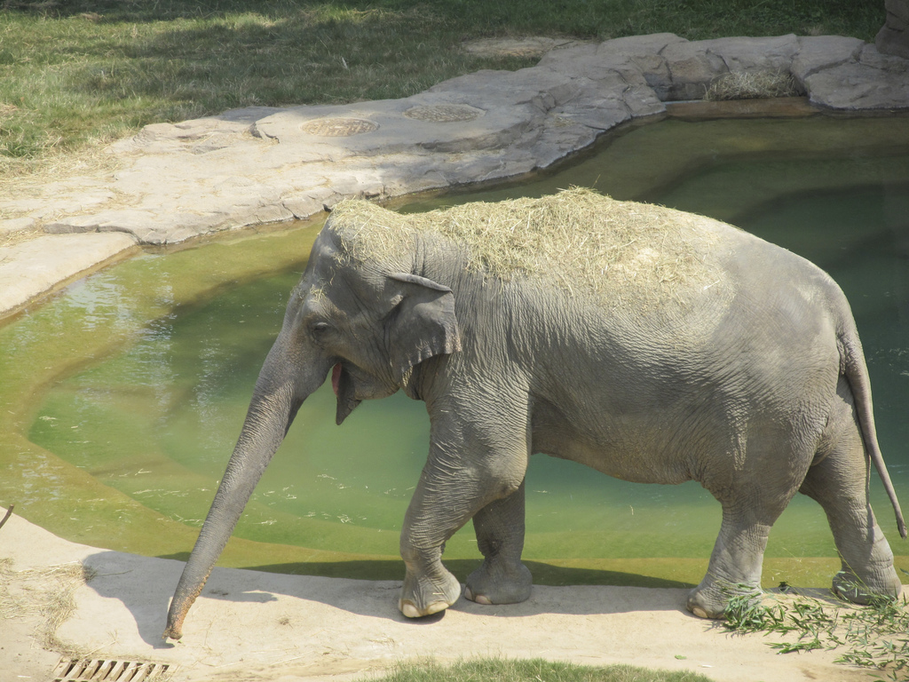 National Zoo: Asian Elephant