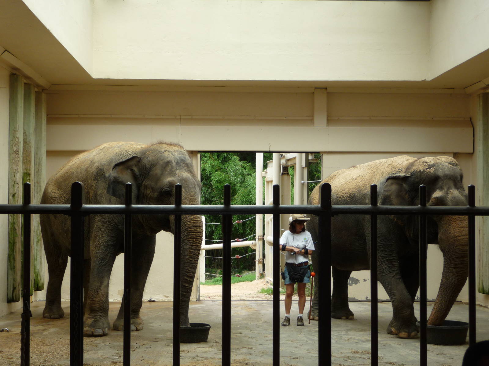 National Zoo - Asian Elephants