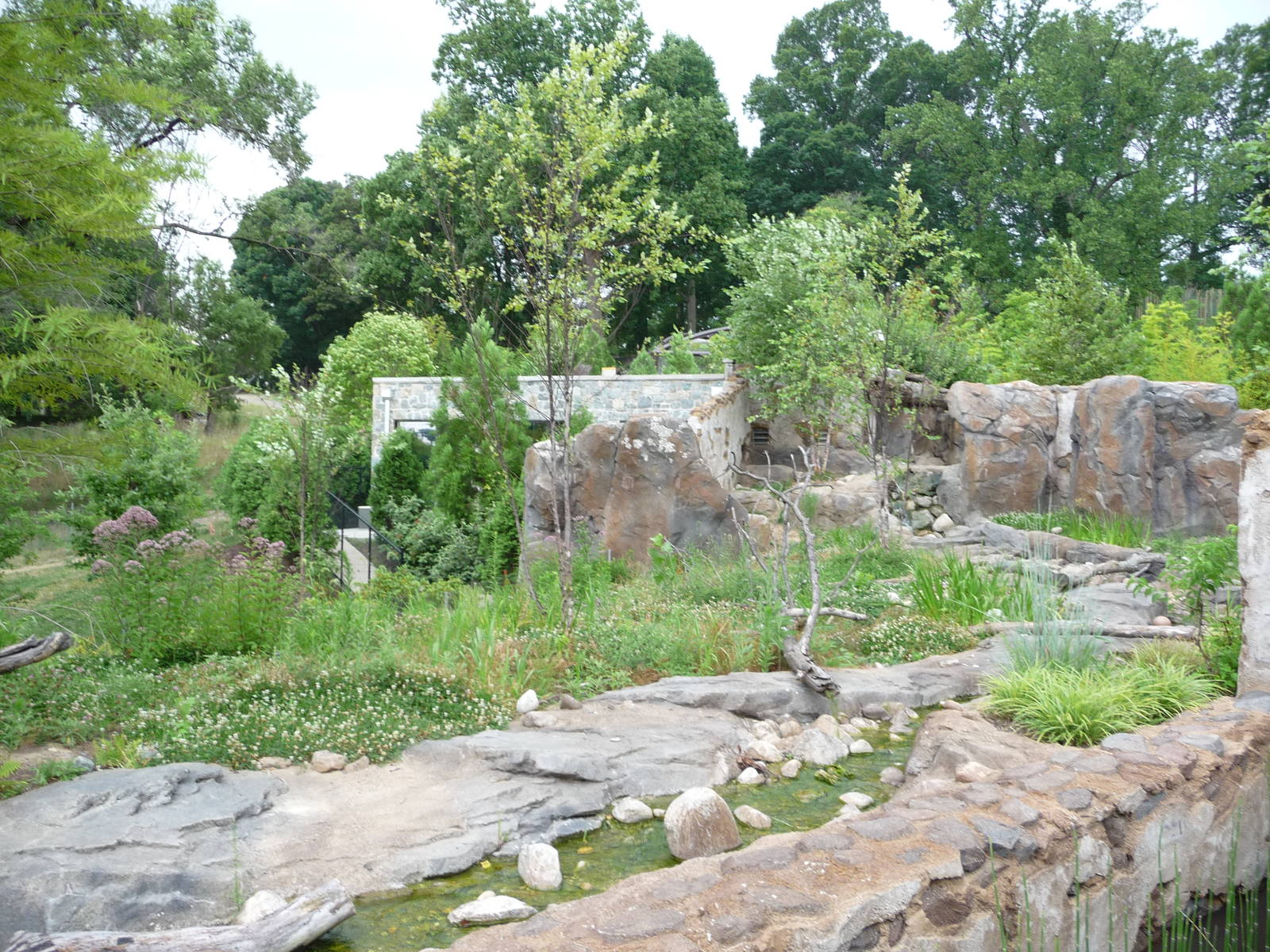 National Zoo - Asian small-clawed otter exhibit