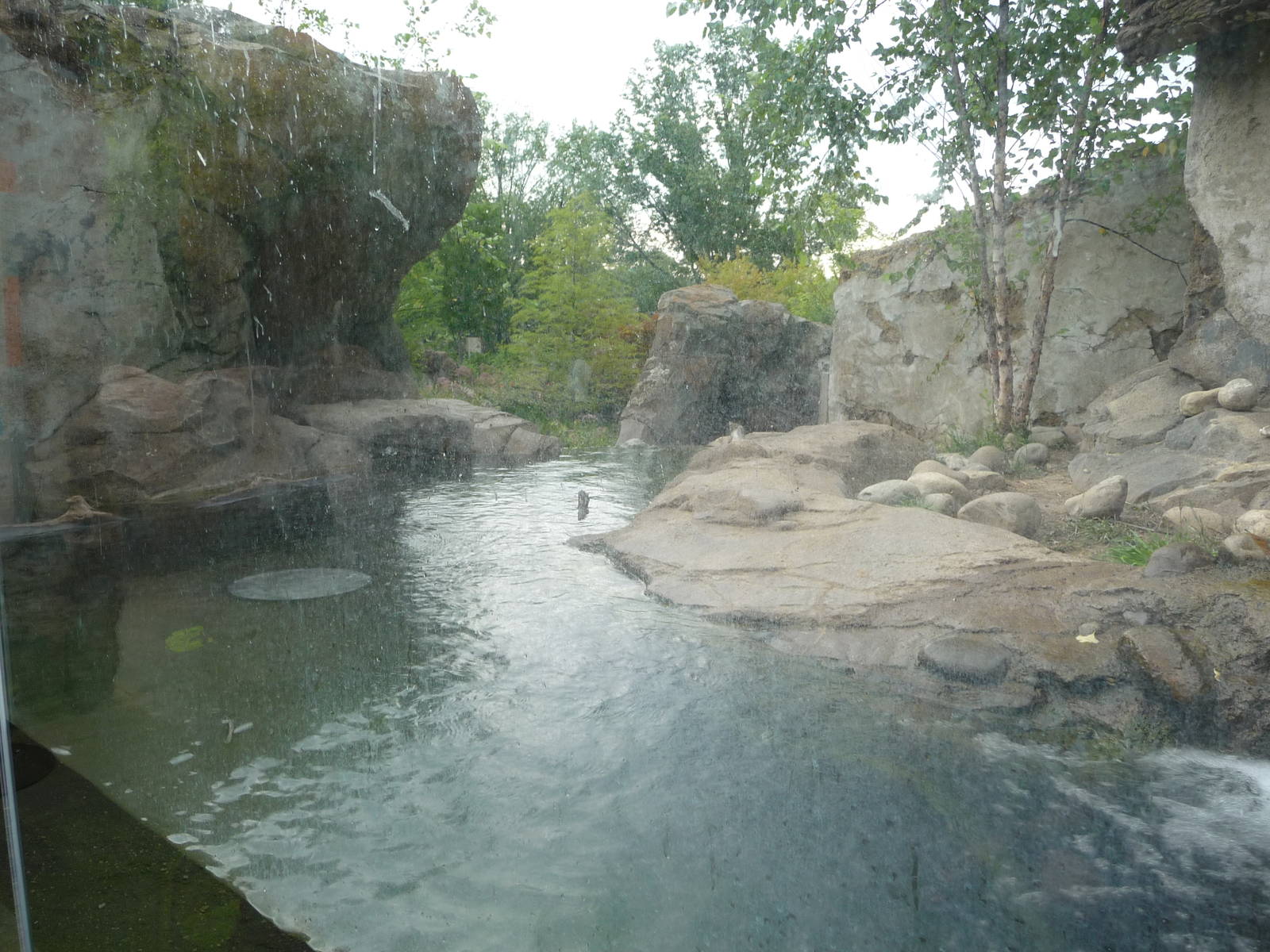 National Zoo - Asian Small-Clawed Otter Pool