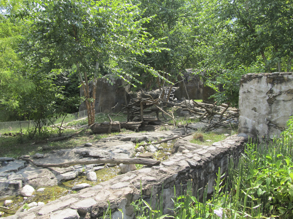 National Zoo: Asiatic Small Clawed Otter Exhibit