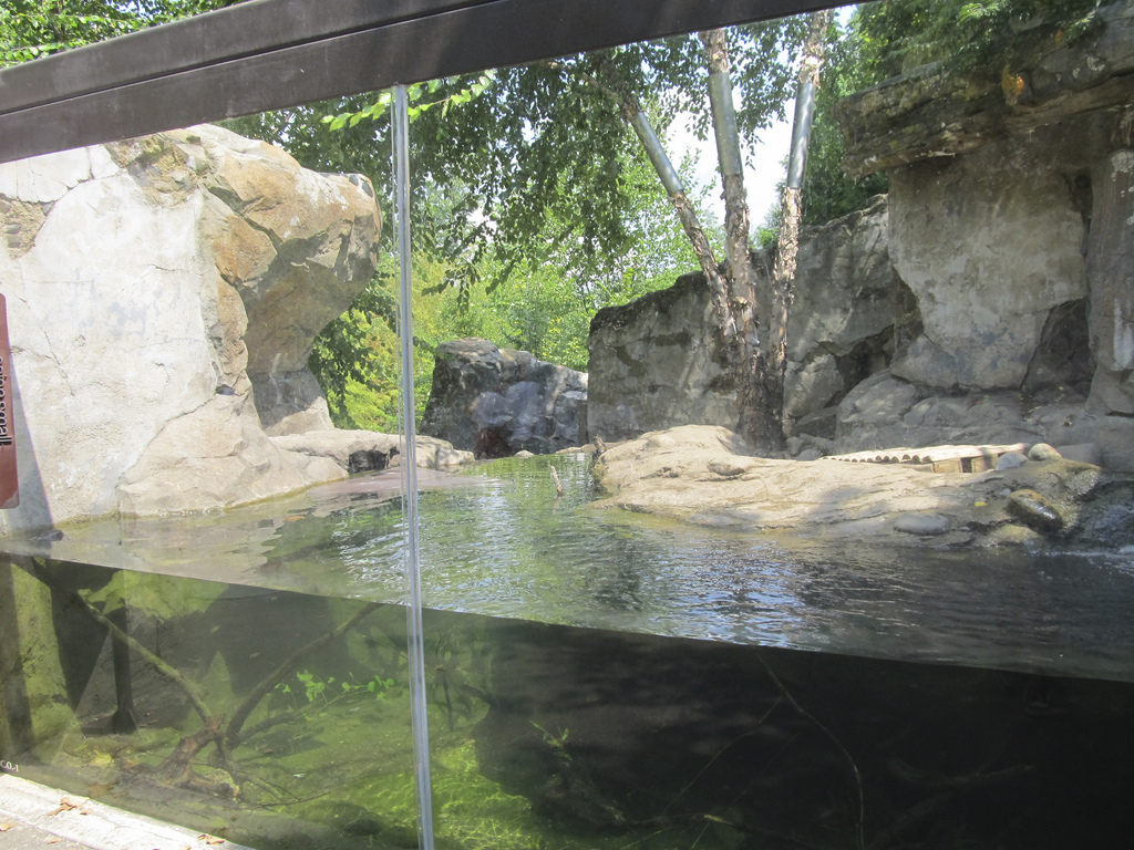 National Zoo: Asiatic Small Clawed Otter Exhibit
