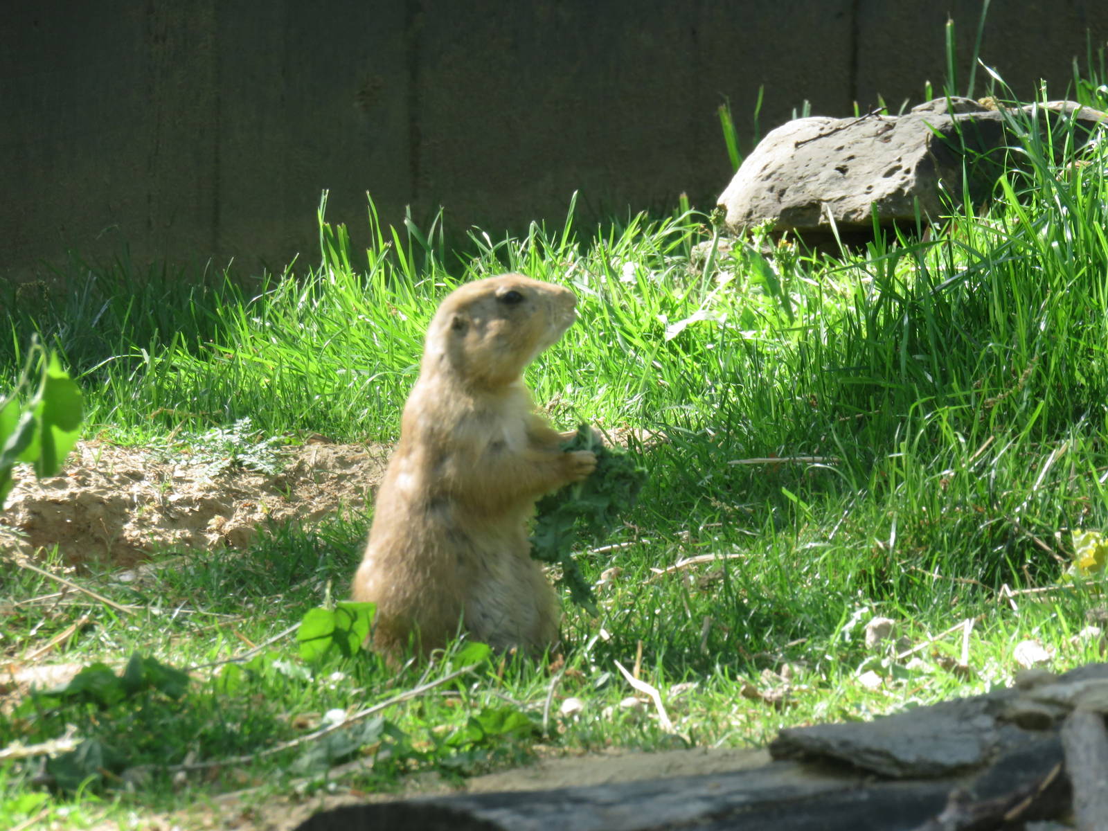 National Zoo - Black Tailed Prairie Dog