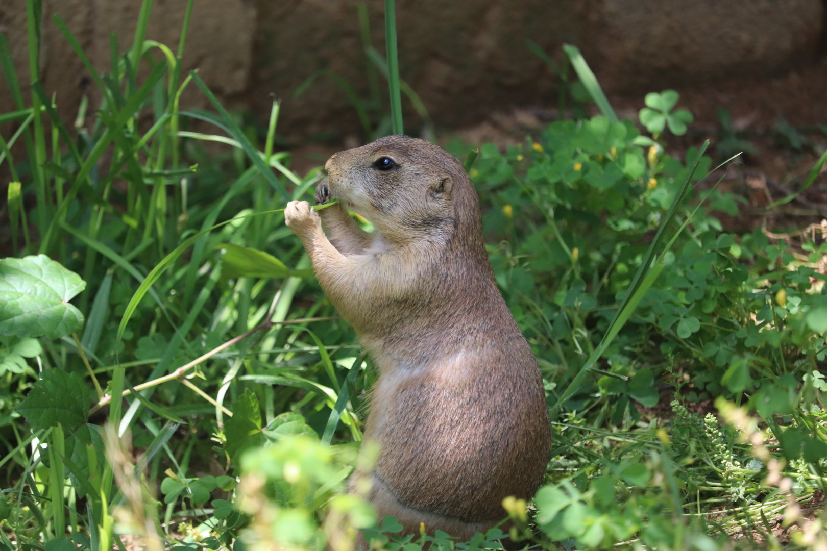 National Zoo - Black-Tailed Prairie Dog