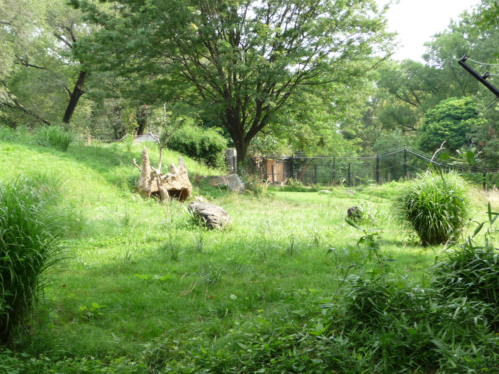 National Zoo - Cheetah Exhibit