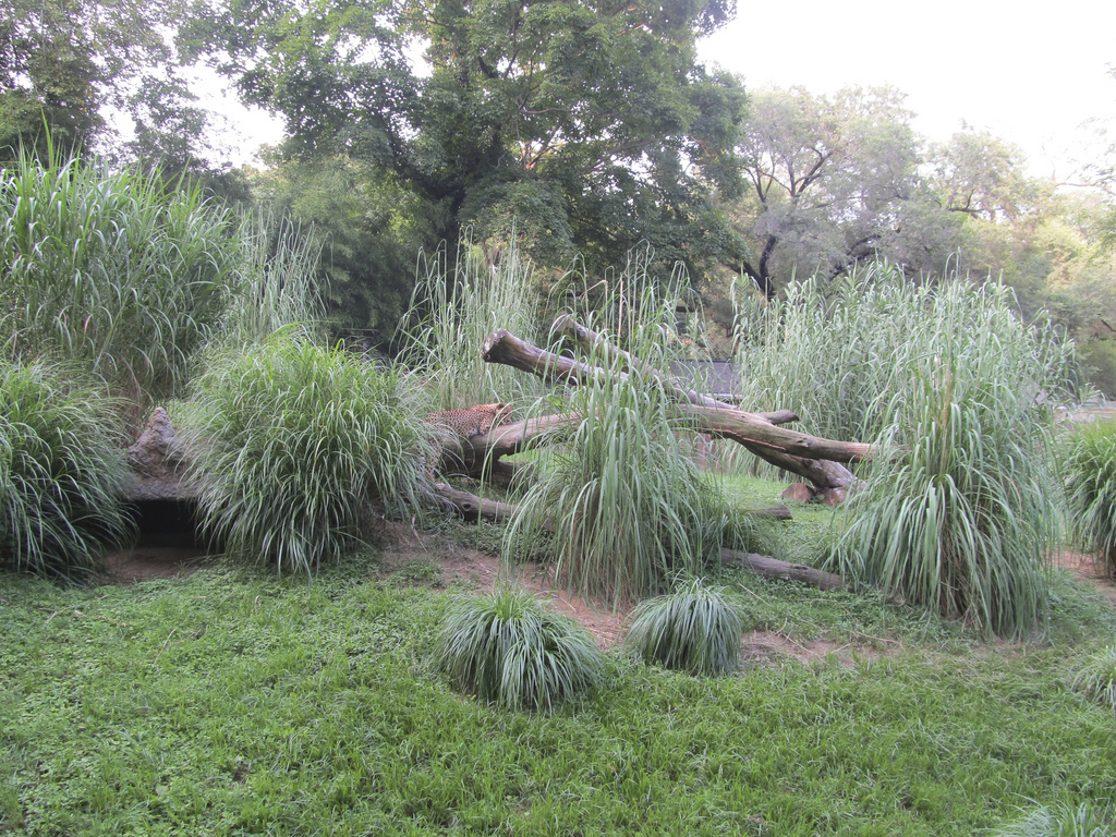 National Zoo: Cheetah Exhibit