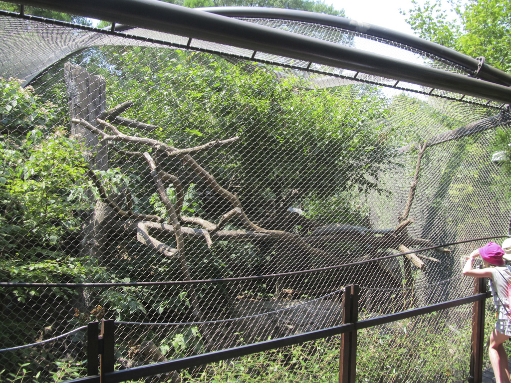 National Zoo: Clouded Leopard Exhibit
