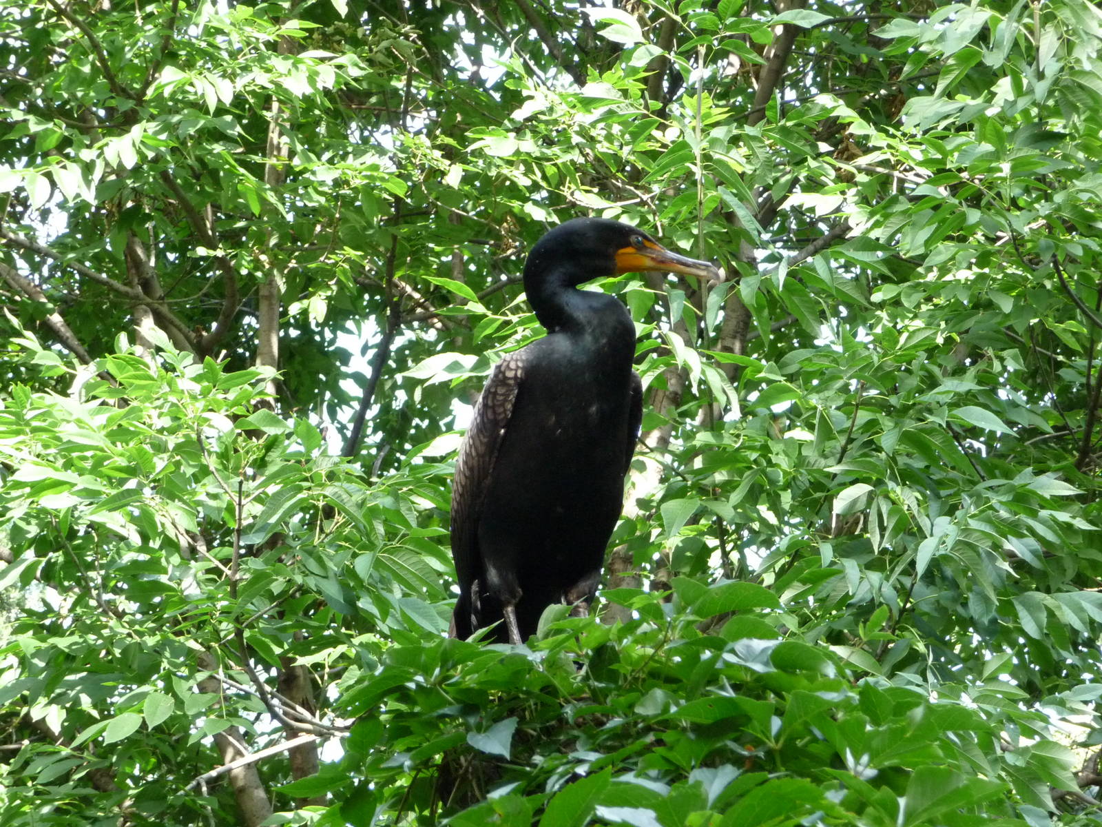 National Zoo - Darter