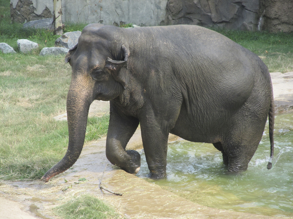 National Zoo: Elephant Swimming