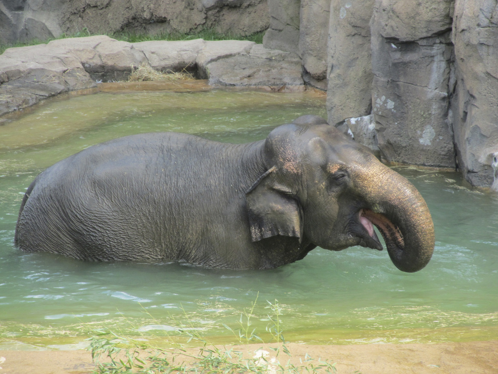 National Zoo: Elephant Swimming