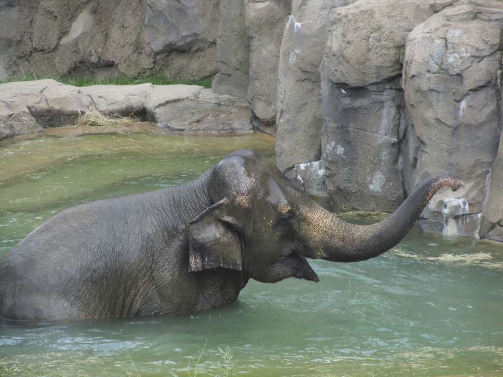 National Zoo: Elephant Swimming