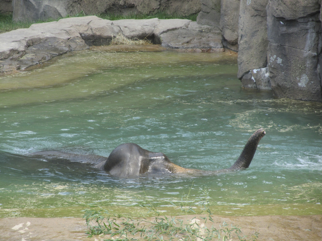 National Zoo: Elephant Swimming