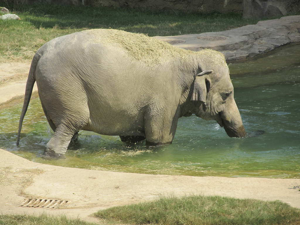 National Zoo: Elephant Swimming