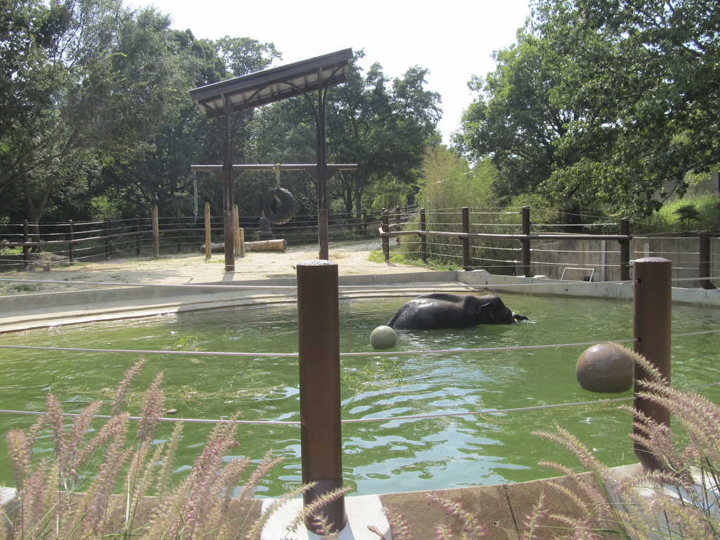 National Zoo: Elephant Trails