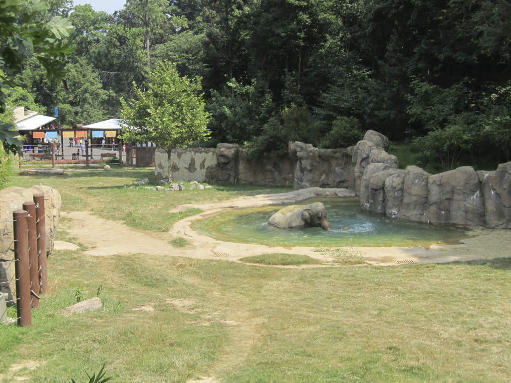 National Zoo: Elephant Trails