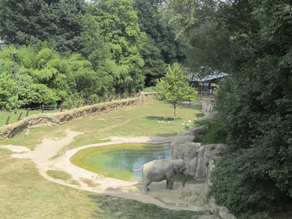 National Zoo: Elephant Trails