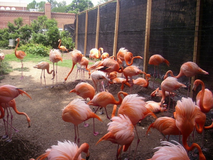 National Zoo-Flamingos
