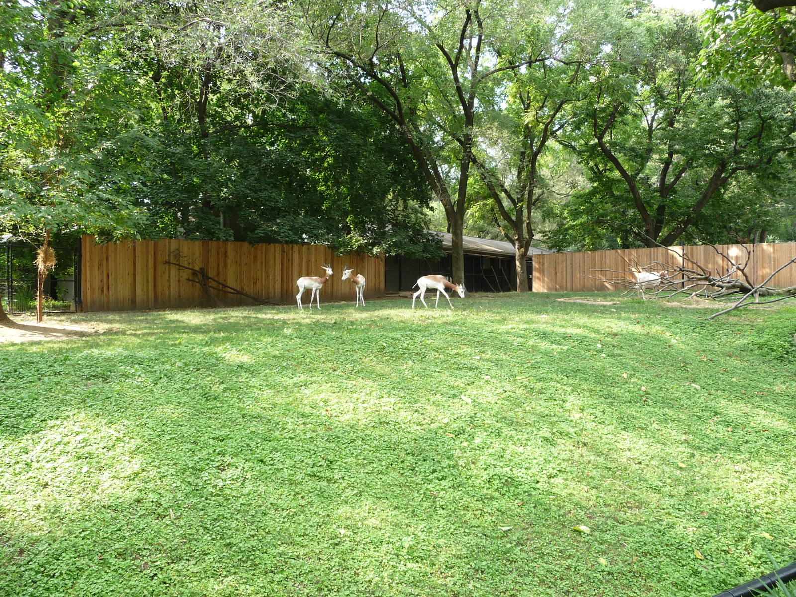 National Zoo - Gazelles