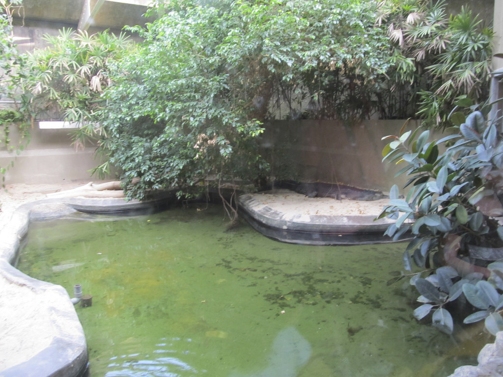 National Zoo: Gharial Exhibit