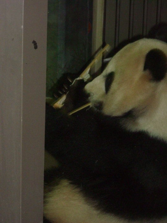 National Zoo-Giant Panada