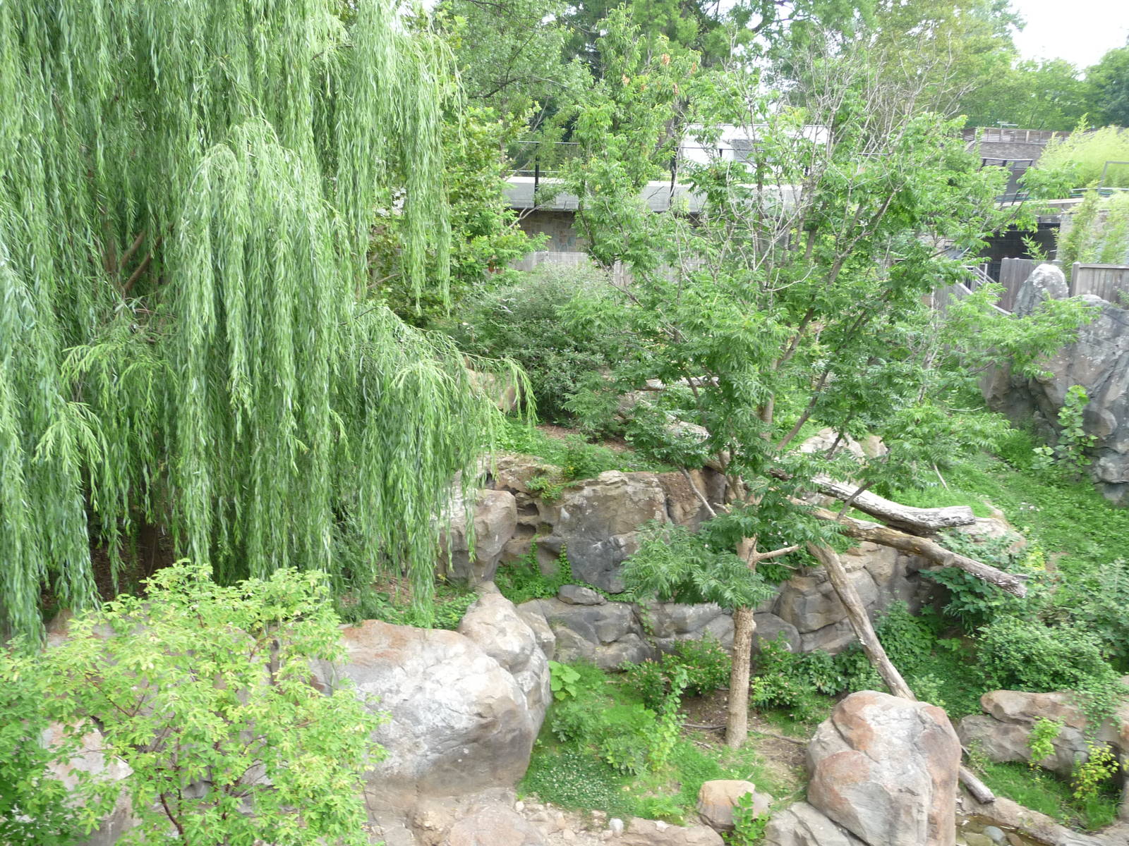 National Zoo - Giant Panda Habitat