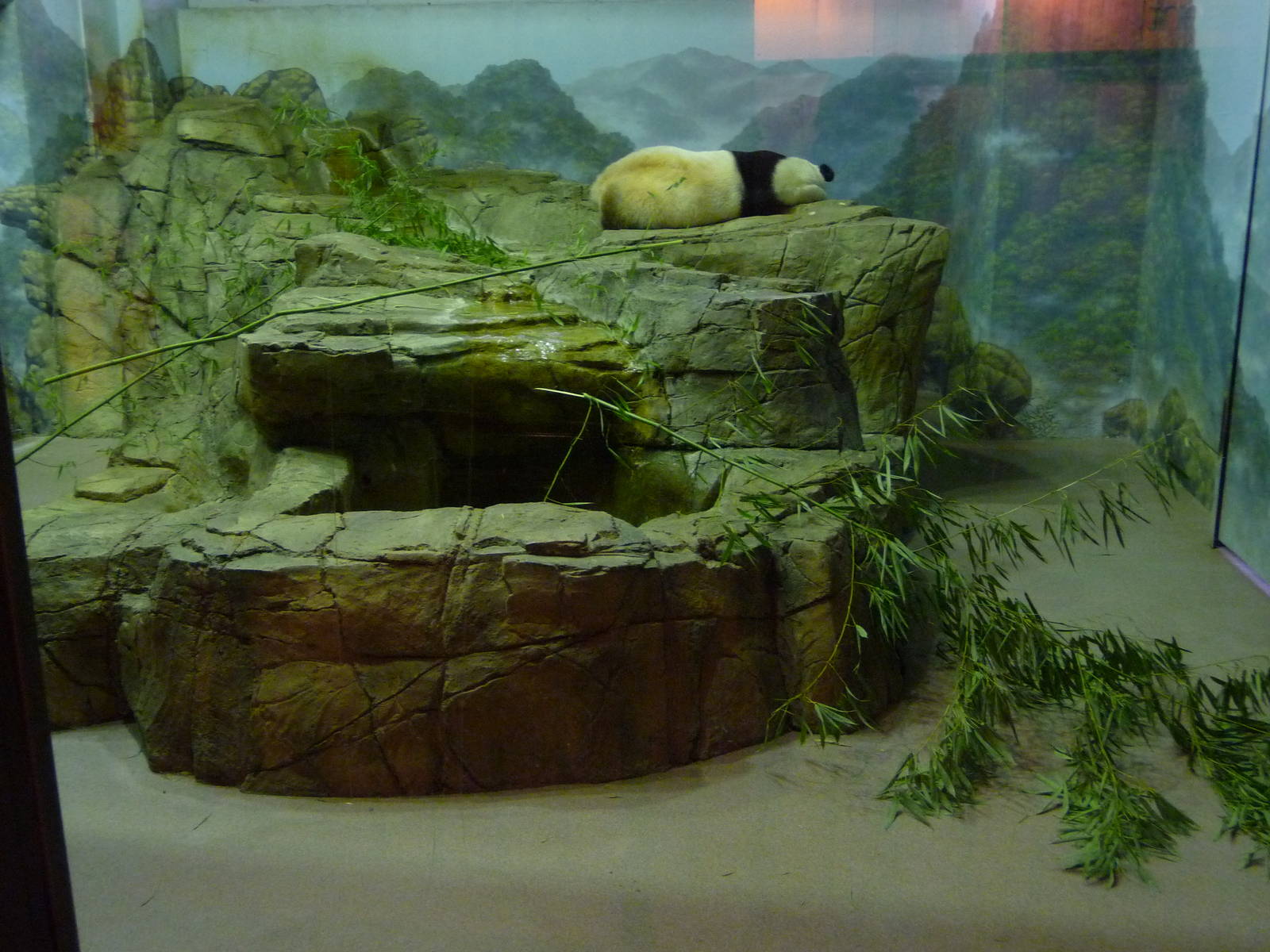 National Zoo - Giant Panda Indoor Room