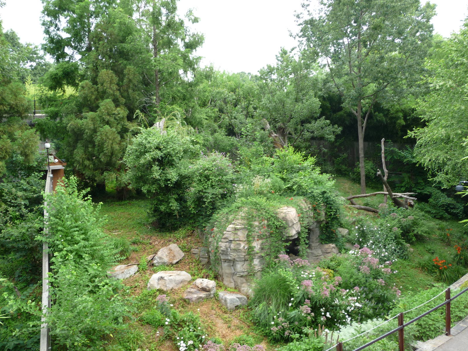 National Zoo - Giant Panda