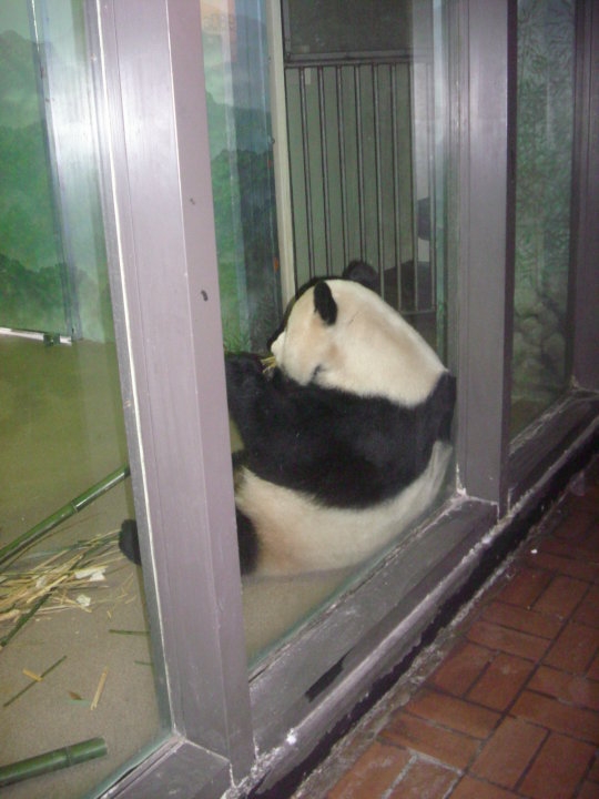 National Zoo-Giant Panda