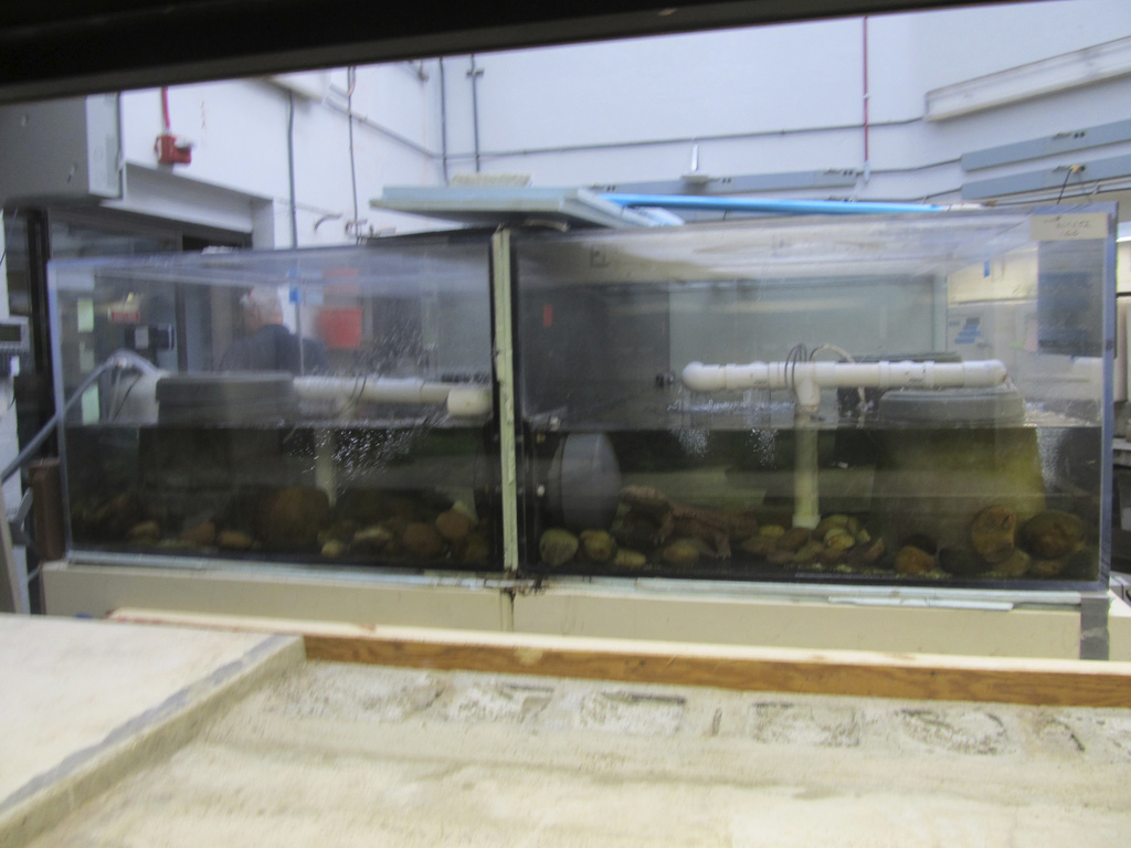 National Zoo: Japanese Giant Salamander Breeding Center