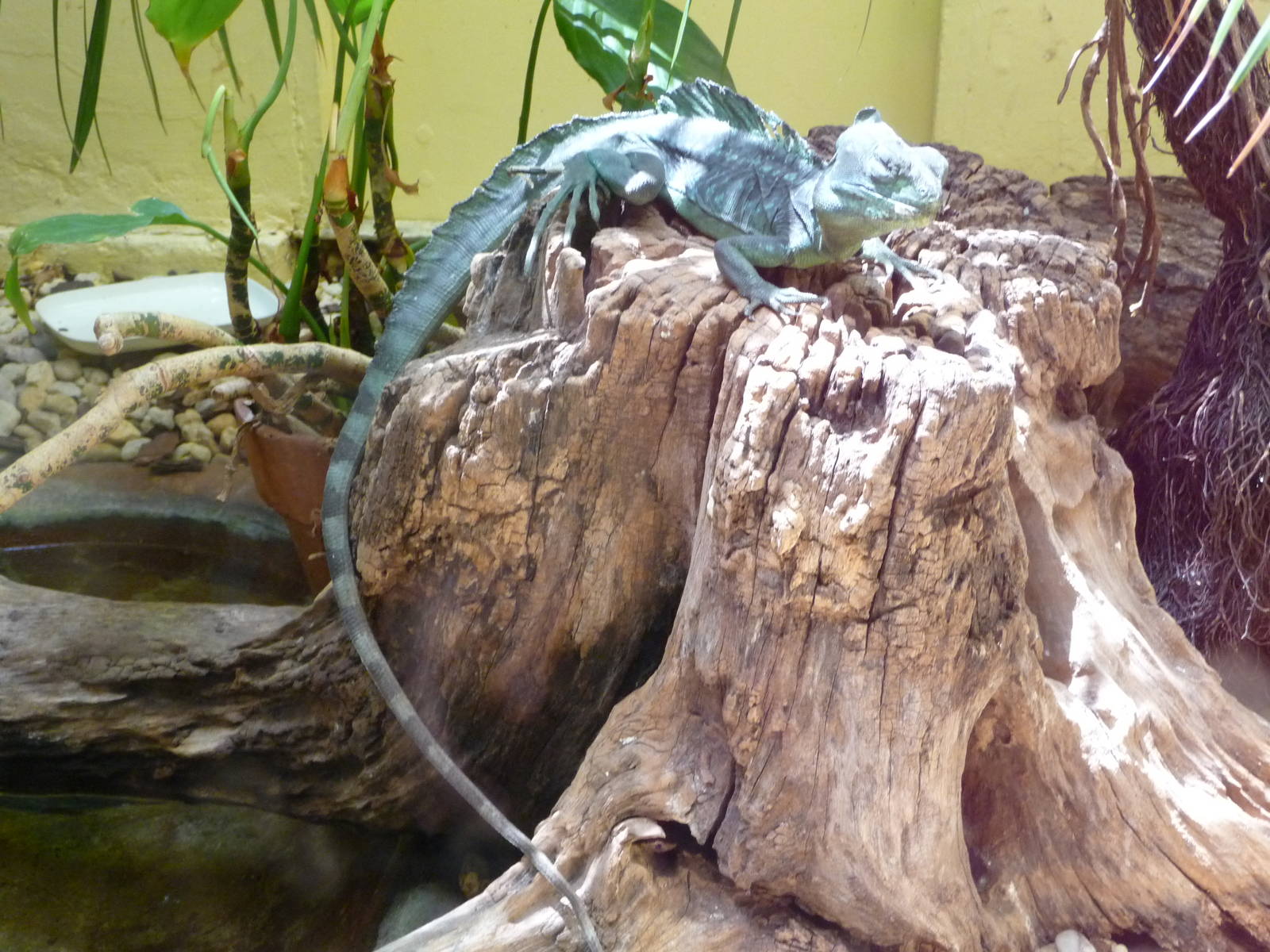 National Zoo - Lizard