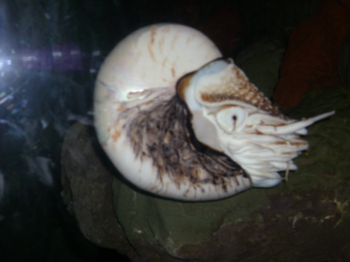 National Zoo-Nautilus