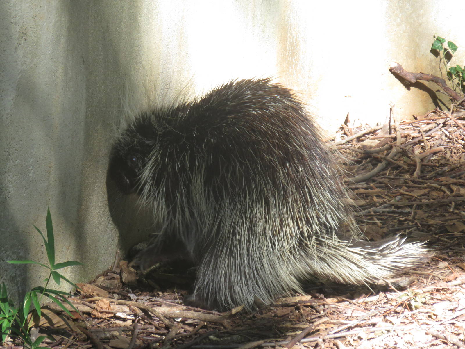 National Zoo - North American porcupine