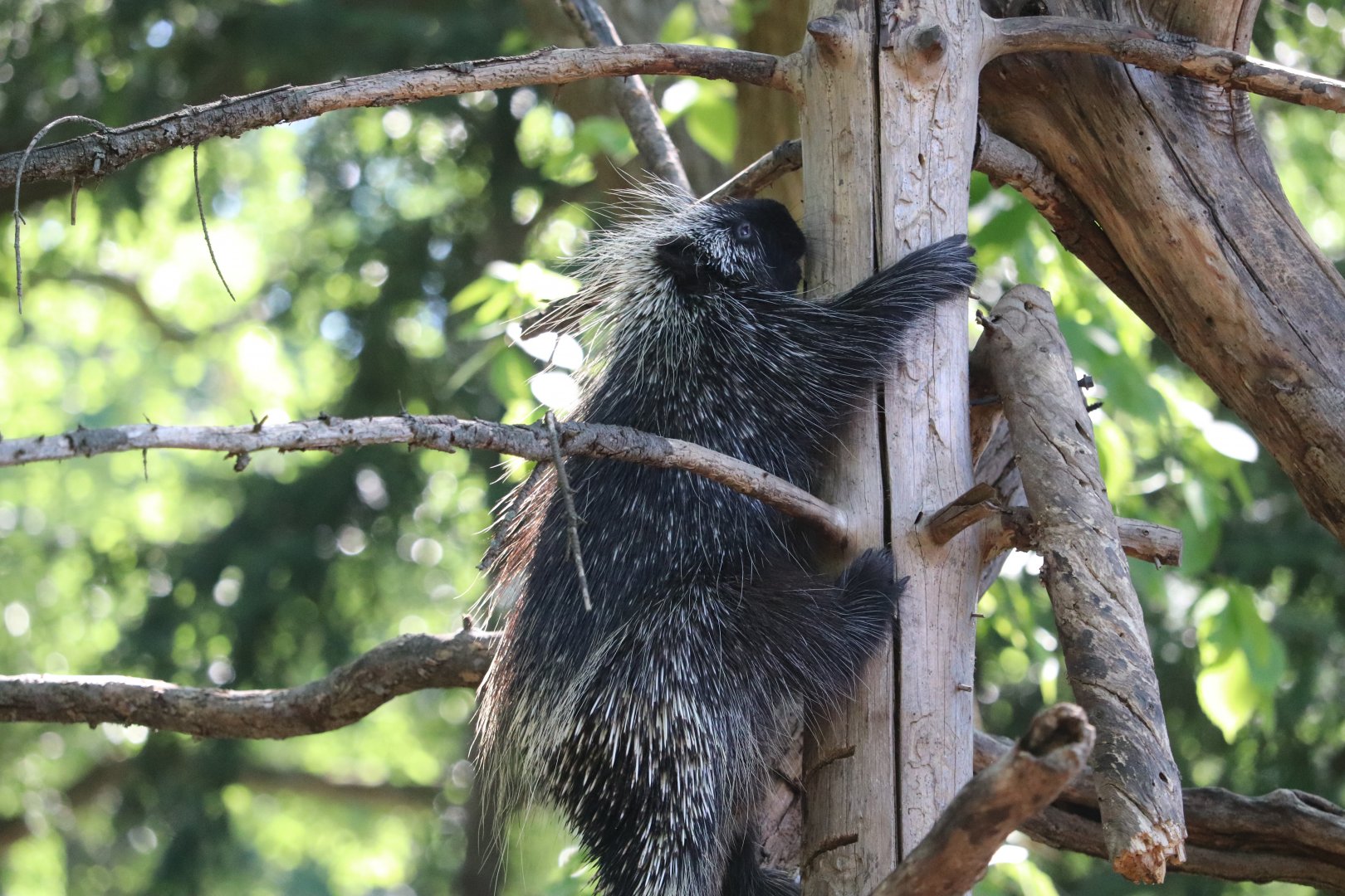 National Zoo - North American Porcupine